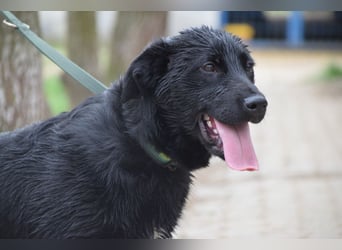 Sam - fröhlicher, agiler Junghund der es liebt die Welt zu erkunden