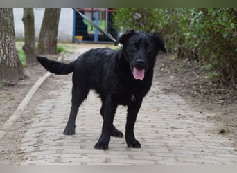 Sam - fröhlicher, agiler Junghund der es liebt die Welt zu erkunden