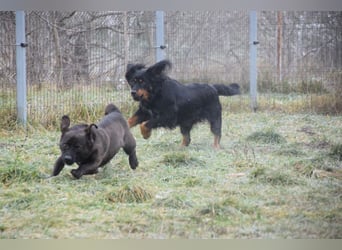 Serena - anfangs etwas schüchtern, eine sehr freundliche Hündin