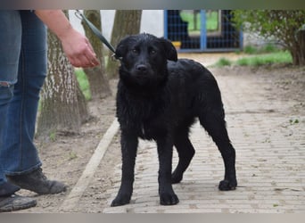 Sam - fröhlicher, agiler Junghund der es liebt die Welt zu erkunden