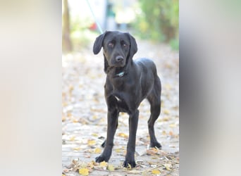 Sarolta - junge Hündin die voller Energie und Abenteuerlust ist