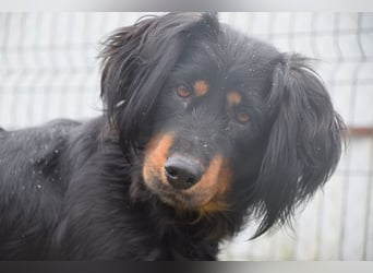 Serena - anfangs etwas schüchtern, eine sehr freundliche Hündin