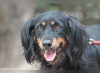 Serena - anfangs etwas schüchtern, eine sehr freundliche Hündin