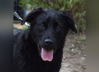 Sam - fröhlicher, agiler Junghund der es liebt die Welt zu erkunden