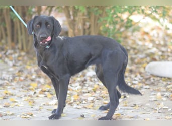 Sarolta - junge Hündin die voller Energie und Abenteuerlust ist