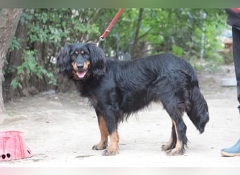 Serena - anfangs etwas schüchtern, eine sehr freundliche Hündin