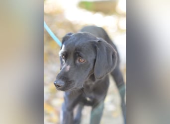 Sarolta - junge Hündin die voller Energie und Abenteuerlust ist