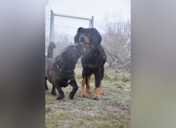 Serena - anfangs etwas schüchtern, eine sehr freundliche Hündin