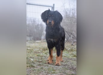 Serena - anfangs etwas schüchtern, eine sehr freundliche Hündin