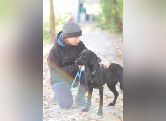 Sarolta - junge Hündin die voller Energie und Abenteuerlust ist