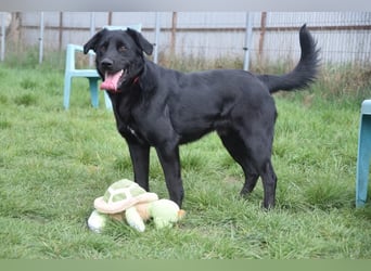 Sam - fröhlicher, agiler Junghund der es liebt die Welt zu erkunden