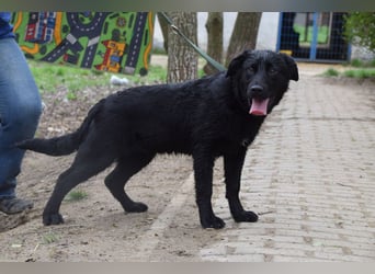 Sam - fröhlicher, agiler Junghund der es liebt die Welt zu erkunden