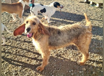 Wundervolle ANNIE-höflich, fein, ausgeglichen, bei allen beliebt, wartet sehnsüchtig auf ihr Zuhause