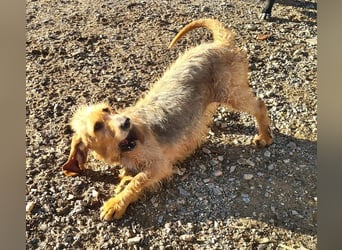 Wundervolle ANNIE-höflich, fein, ausgeglichen, bei allen beliebt, wartet sehnsüchtig auf ihr Zuhause