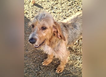 Wundervolle ANNIE-höflich, fein, ausgeglichen, bei allen beliebt, wartet sehnsüchtig auf ihr Zuhause