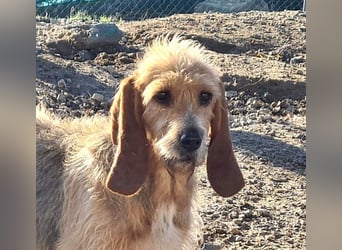 Wundervolle ANNIE-höflich, fein, ausgeglichen, bei allen beliebt, wartet sehnsüchtig auf ihr Zuhause