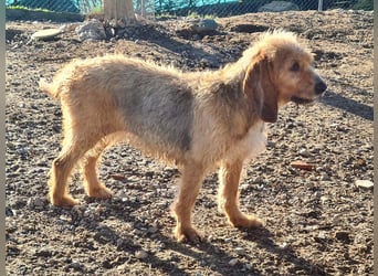 Wundervolle ANNIE-höflich, fein, ausgeglichen, bei allen beliebt, wartet sehnsüchtig auf ihr Zuhause