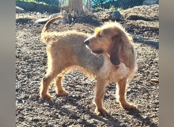 Wundervolle ANNIE-höflich, fein, ausgeglichen, bei allen beliebt, wartet sehnsüchtig auf ihr Zuhause