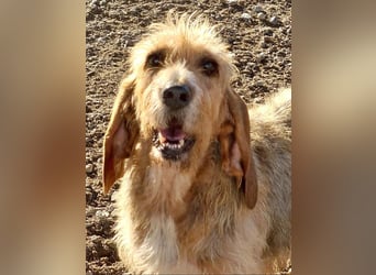 Wundervolle ANNIE-höflich, fein, ausgeglichen, bei allen beliebt, wartet sehnsüchtig auf ihr Zuhause