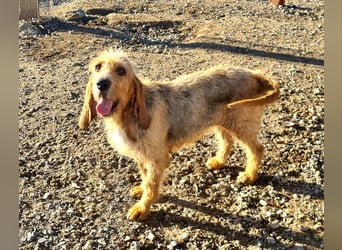 Wundervolle ANNIE-höflich, fein, ausgeglichen, bei allen beliebt, wartet sehnsüchtig auf ihr Zuhause