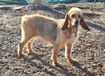 Wundervolle ANNIE-höflich, fein, ausgeglichen, bei allen beliebt, wartet sehnsüchtig auf ihr Zuhause
