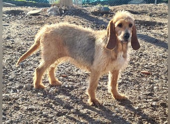 Wundervolle ANNIE-höflich, fein, ausgeglichen, bei allen beliebt, wartet sehnsüchtig auf ihr Zuhause