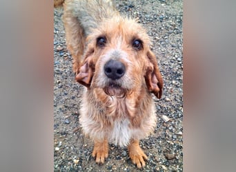 Wundervolle ANNIE-höflich, fein, ausgeglichen, bei allen beliebt, wartet sehnsüchtig auf ihr Zuhause