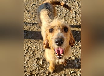 Wundervolle ANNIE-höflich, fein, ausgeglichen, bei allen beliebt, wartet sehnsüchtig auf ihr Zuhause