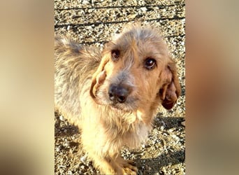 Wundervolle ANNIE-höflich, fein, ausgeglichen, bei allen beliebt, wartet sehnsüchtig auf ihr Zuhause