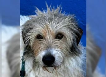 Peque, katzenverträglich und gemütlich