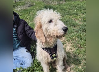 Oleg - ruhiger, feiner Bub