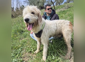 Oleg - ruhiger, feiner Bub