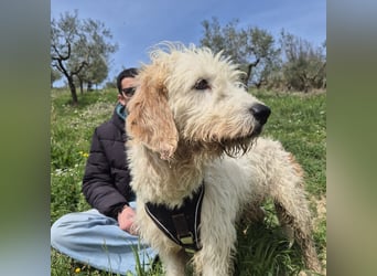 Oleg - ruhiger, feiner Bub