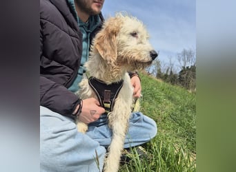 Oleg - ruhiger, feiner Bub