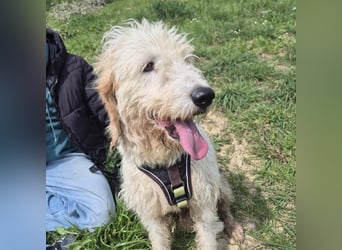 Oleg - ruhiger, feiner Bub