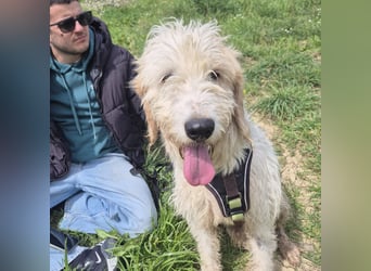 Oleg - ruhiger, feiner Bub