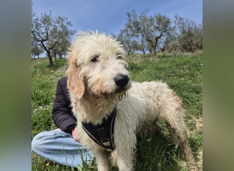 Oleg - ruhiger, feiner Bub