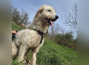 Oleg - ruhiger, feiner Bub