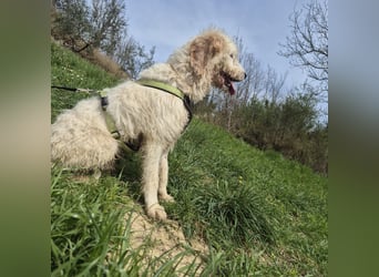 Oleg - ruhiger, feiner Bub