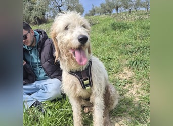 Oleg - ruhiger, feiner Bub