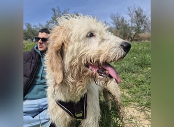 Oleg - ruhiger, feiner Bub