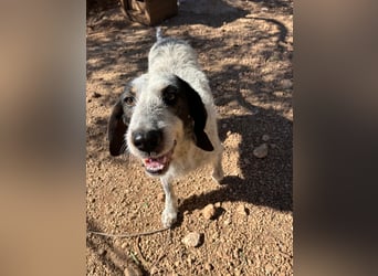 Luna sucht endlich ihr Für immer Zuhause