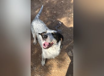 Luna sucht endlich ihr Für immer Zuhause