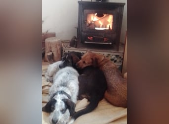 Luna sucht endlich ihr Für immer Zuhause