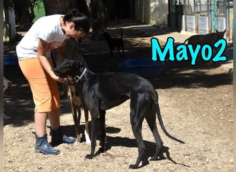 Mayo2 02/2023 (ESP) - gelassener und außergewöhnlich schöner Greyhound!