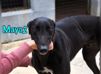 Mayo2 02/2023 (ESP) - gelassener und außergewöhnlich schöner Greyhound!