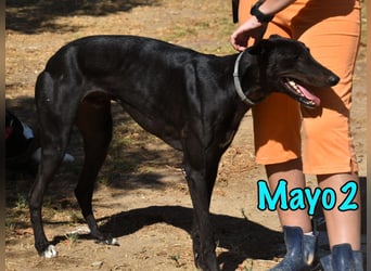Mayo2 02/2023 (ESP) - gelassener und außergewöhnlich schöner Greyhound!