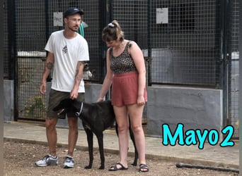Mayo2 02/2023 (ESP) - gelassener und außergewöhnlich schöner Greyhound!