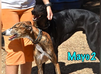 Mayo2 02/2023 (ESP) - gelassener und außergewöhnlich schöner Greyhound!