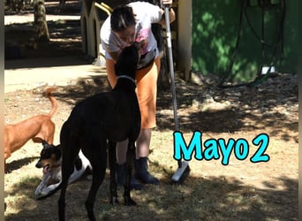 Mayo2 02/2023 (ESP) - gelassener und außergewöhnlich schöner Greyhound!